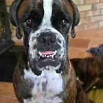Сasa de vacaciones Dog- Friendly! Epicka Chata *