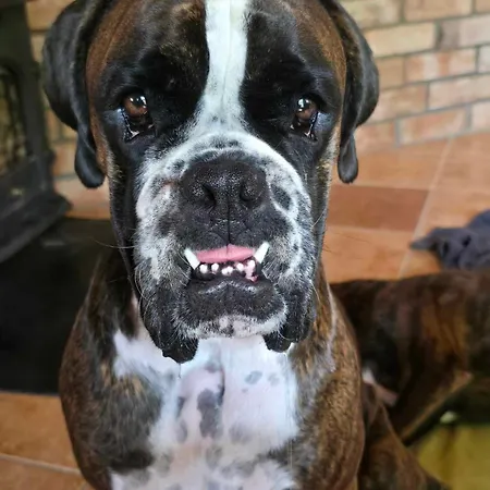 Сasa de vacaciones Dog- Friendly! Epicka Chata *