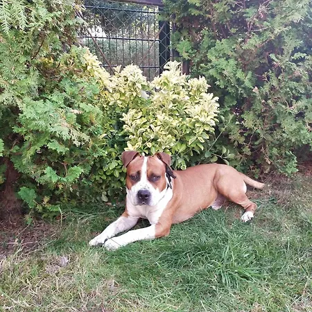 Dog- Friendly! Epicka Chata *