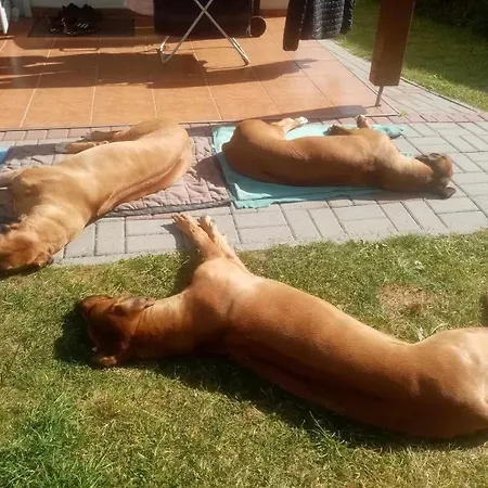 Dog- Friendly! Epicka Chata Jarosławiec