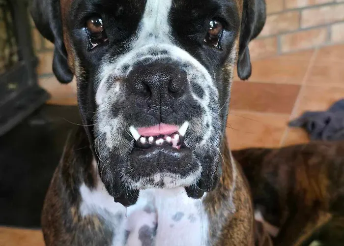 Semesterbostad Dog- Friendly! Epicka Chata *