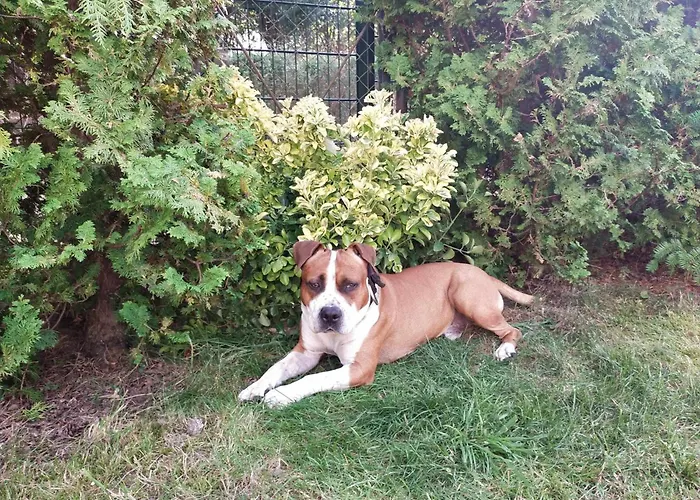 Dog- Friendly! Epicka Chata *